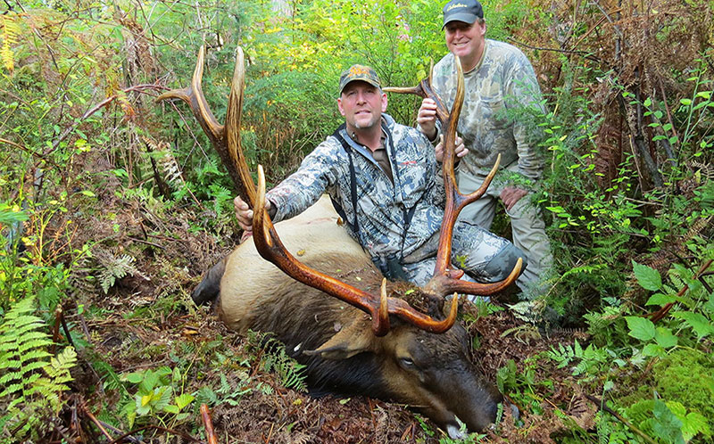 Roosevelt elk hunting in Southwestern BC, Canada